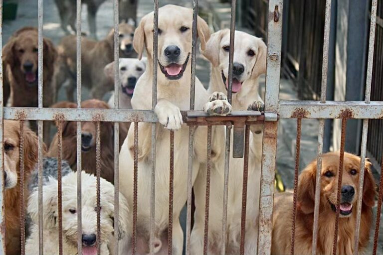 WAN Exclusive On No Dogs Left Behind’s Rescue Of 28 Dogs From The Dog Meat Trade In East Asia; Canadian Fosters Urgently Needed!