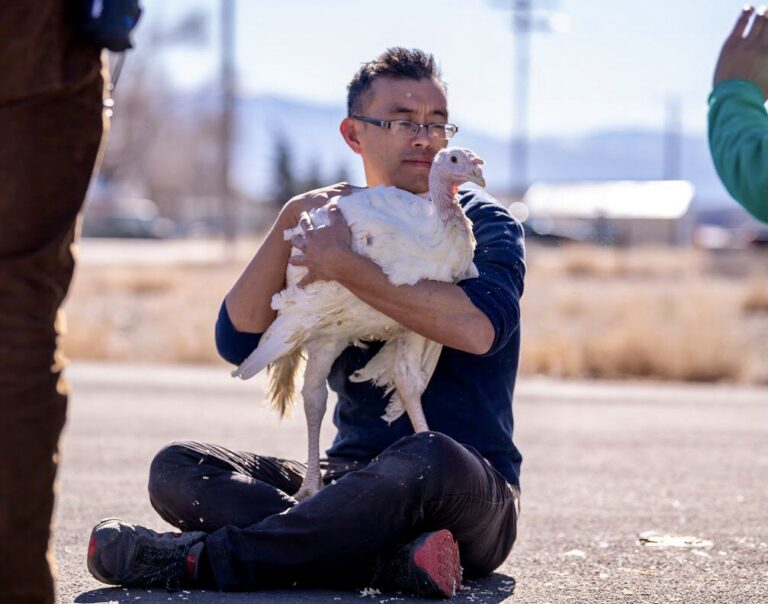 Thanksgiving Miracle! Utah Farmer Releases Turkeys To Activists Who Exposed Factory Farm Cruelty