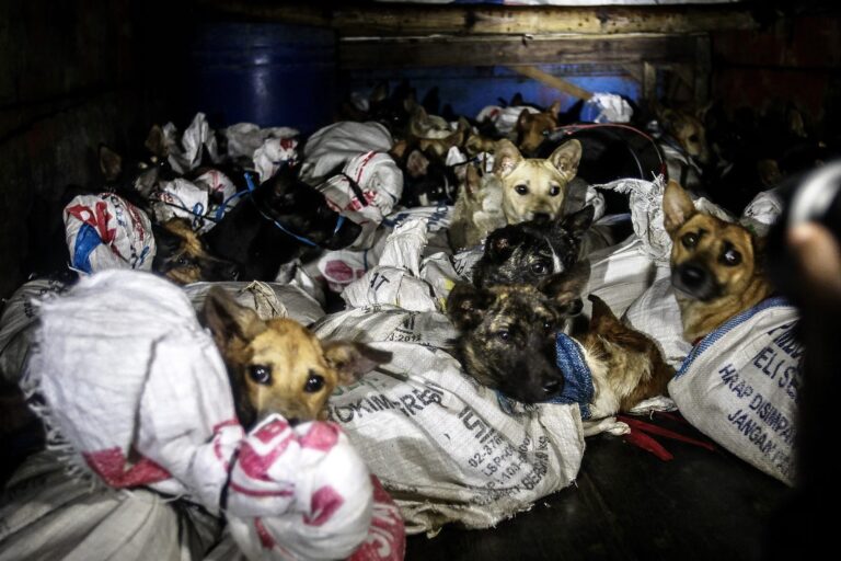 Police Intercept A Notorious Dog Meat Trader, Saving The Lives Of 53 Terrified Dogs Awaiting Slaughter In Java, Indonesia