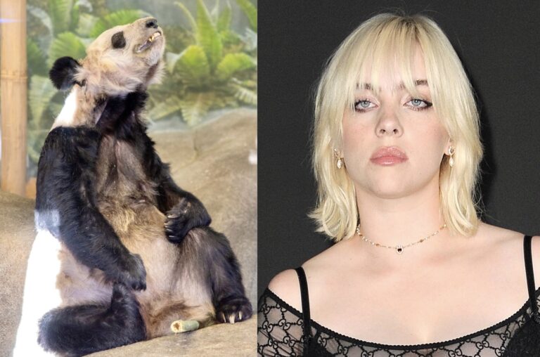 Billie Eilish Joins Campaign To Help Save Suffering Pandas YaYa & LeLe At Memphis Zoo