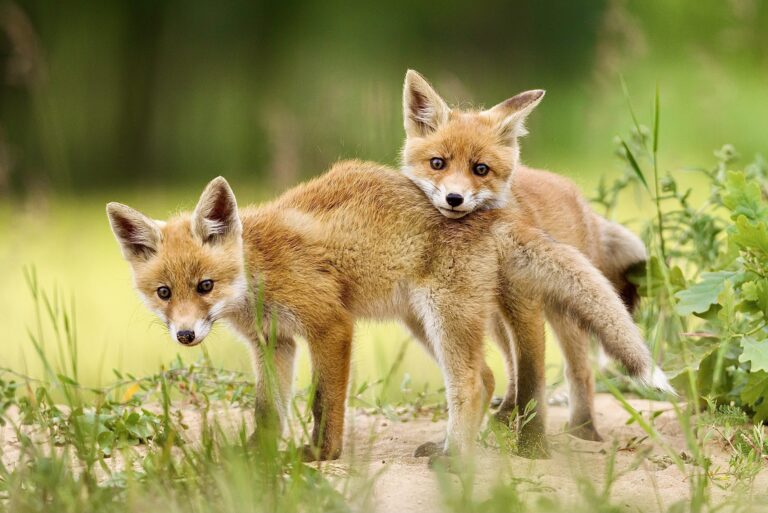Victory! Hallandale Beach Is The First City In Florida To Ban The Sale Of Fur