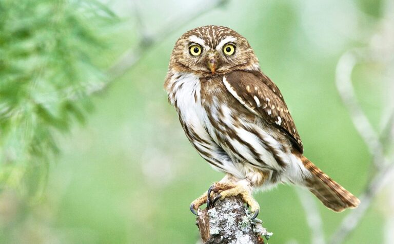 U.S. Fish & Wildlife Service Fails To Protect Species Facing Extinction For The Fifth Year In A Row