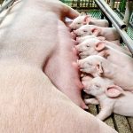 Newborn piglets suckling.