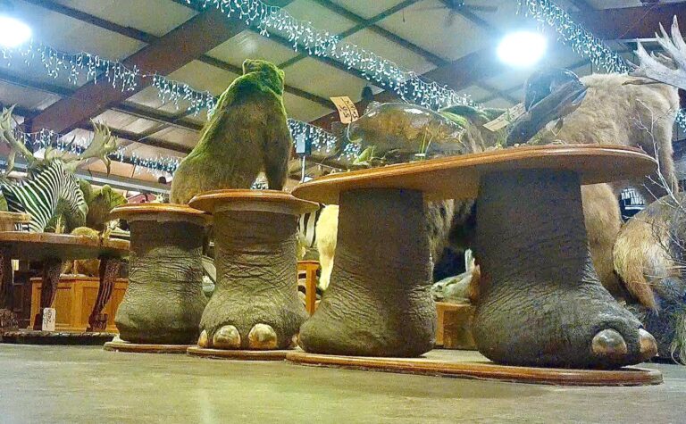 Shocking Undercover Investigation Exposes Auction House Of Horrors Where Over 550 Hunting Trophies Are Sold To The Highest Bidder