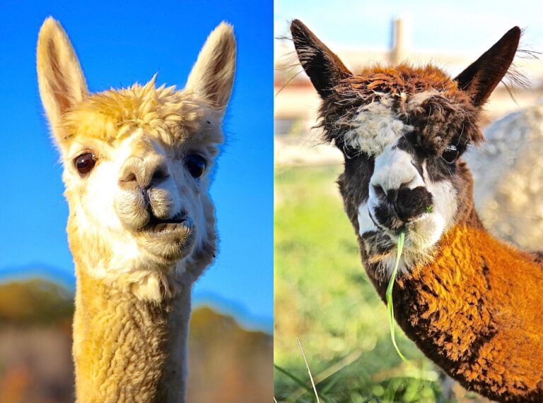 WAN Exclusive With Indraloka Animal Sanctuary About Their Five New Rescued Alpacas & Donations Needed To Help Them!