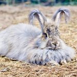 THE ANGORA RABBIT IS A VARIETY OF DOMESTIC RABBIT BRED FOR ITS LONG, SOFT WOOL.