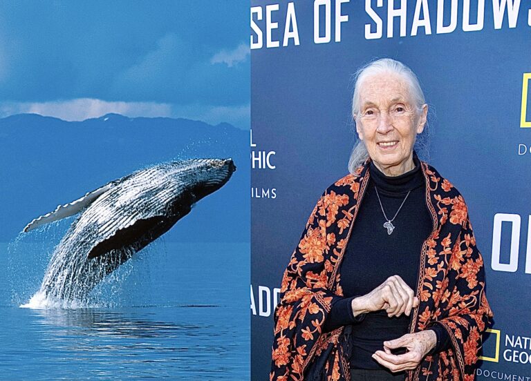 Dr. Jane Goodall Joins NGOs In Urging Governments To Adopt 50-Year Vision To Save Whales & Dolphins From Extinction