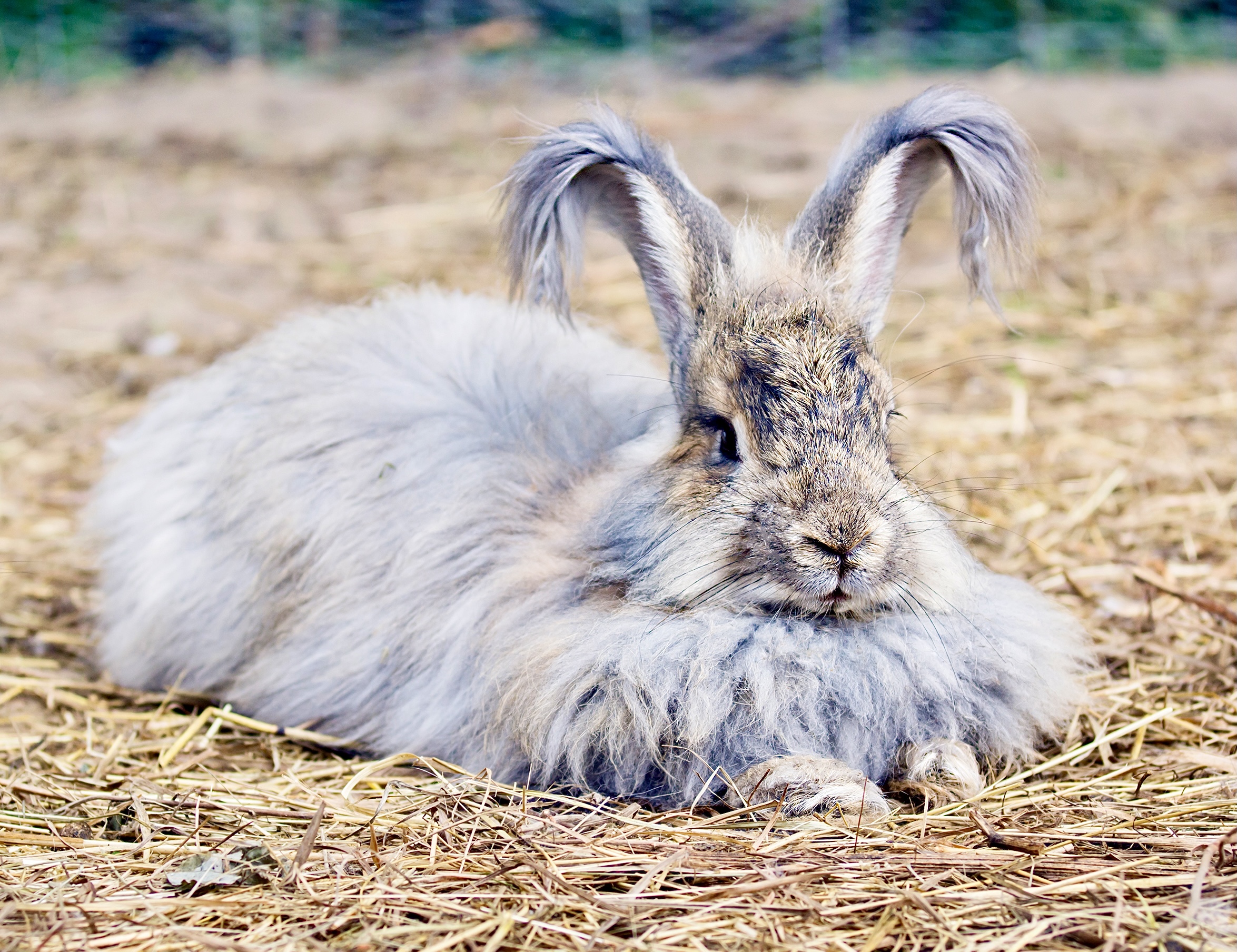 Angora wool banned by top fashion retailer