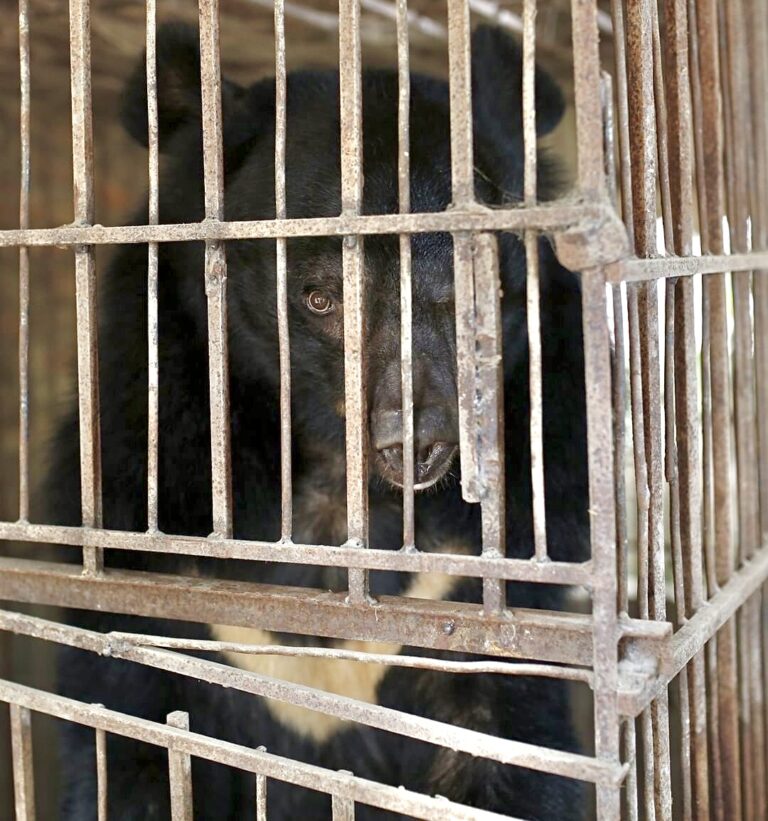 FOUR PAWS Global Wildlife Rescue Saves Last Asiatic Black Bear From Bile Farm In The Son La Province Of Vietnam