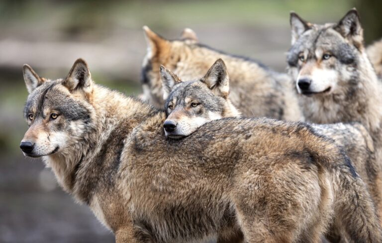 UPDATE: $40,000 Reward Offered For Information Resulting In The Conviction Of Those Responsible For The Fatal Poisoning Of Eight Gray Wolves In Oregon