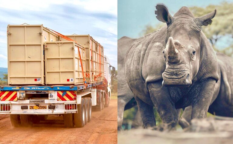 A Historical Day As 30 White Rhinos Are Introduced To Akagera National Park In Rwanda To Help Ensure The Long-Term Survival Of The Species