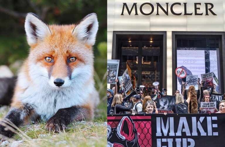 Breaking! Italian Fashion House Moncler Makes Compassion The Fashion & Goes Fur-Free!