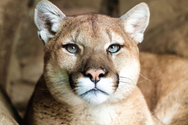 Critical New Bill Introduced In Colorado Could Ban The Trophy Hunting Of Mountain Lions, Bobcats & Canadian Lynx