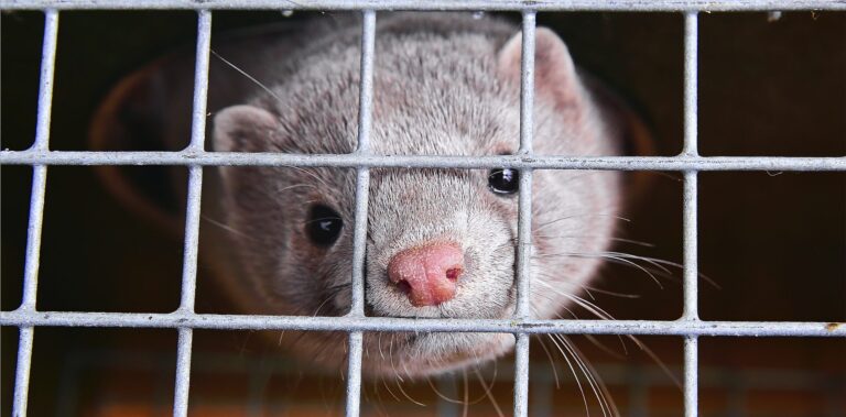 San Francisco Remains Fur-Free After The International Fur Trade Federation’s Appeal To Challenge The Ban Was Dropped