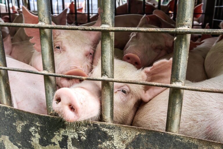 Breaking! EU Implements New Rules For The Transport Of Animals During Live Export; May This Be A Step To Ending The Archaic Practice In The Future