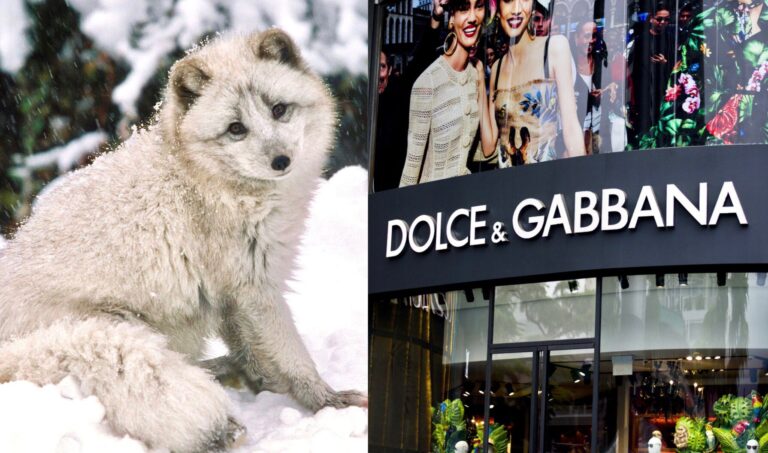 Victory! Dolce & Gabbana Is The Second  Luxury Fashion House To Go Fur-Free This Week