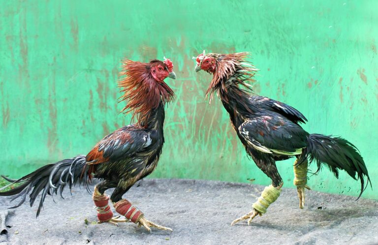U.S. Court Of Appeals Upholds Existing Ban On Barbaric Cockfighting In All U.S. Territories