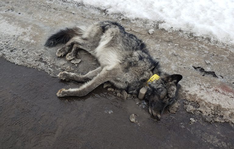 Update! $16,500 Reward Offered In Case Of First Wolf Shot & Killed In