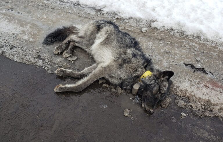 Update! $16,500 Reward Offered In Case Of First Wolf Shot & Killed In Oregon This Year Who Was A Two-Year-Old Collared Female; The War On Wolves Must End!