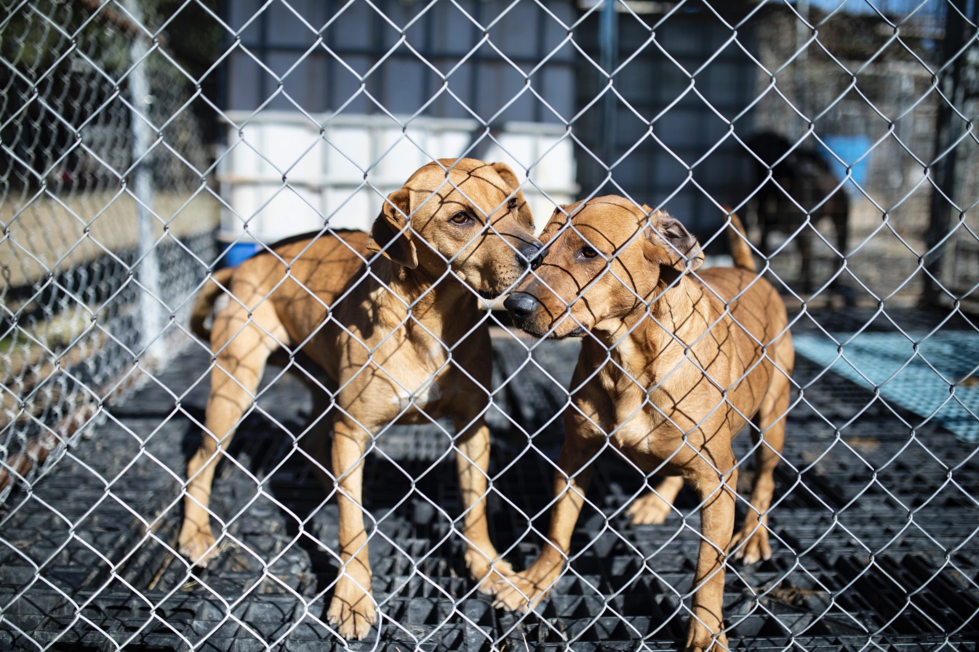 The Humane Society Helps To Rescue Approximately 40 Neglected Dogs ...