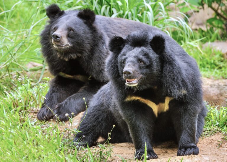 Victory! South Korea Announces Four-Year Plan To Put An End To Barbaric Bear Bile Farming & Extraction