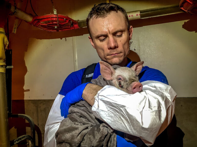 Breaking! Trial Against DxE Investigator Matt Johnson For Rescuing A Sick Piglet From A Slaughterhouse In Iowa Is Dismissed
