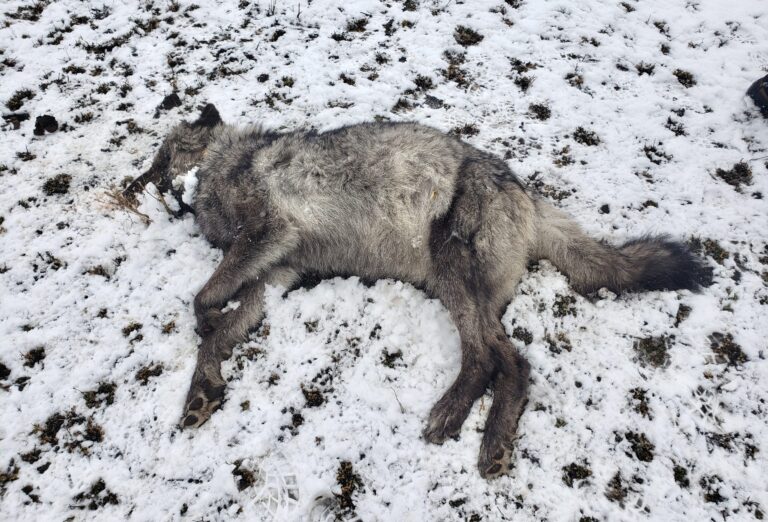 Breaking! $22,500 Reward Offered To Find The Criminal Who Killed Another Collared Female Wolf In Oregon; This Marks The 10th Wolf Killed In The State Within A Year