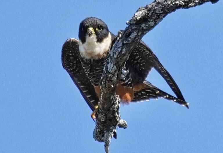A Bat Falcon Is Spotted For The First Time In The United States At The Santa Ana National Wildlife Refuge In Texas