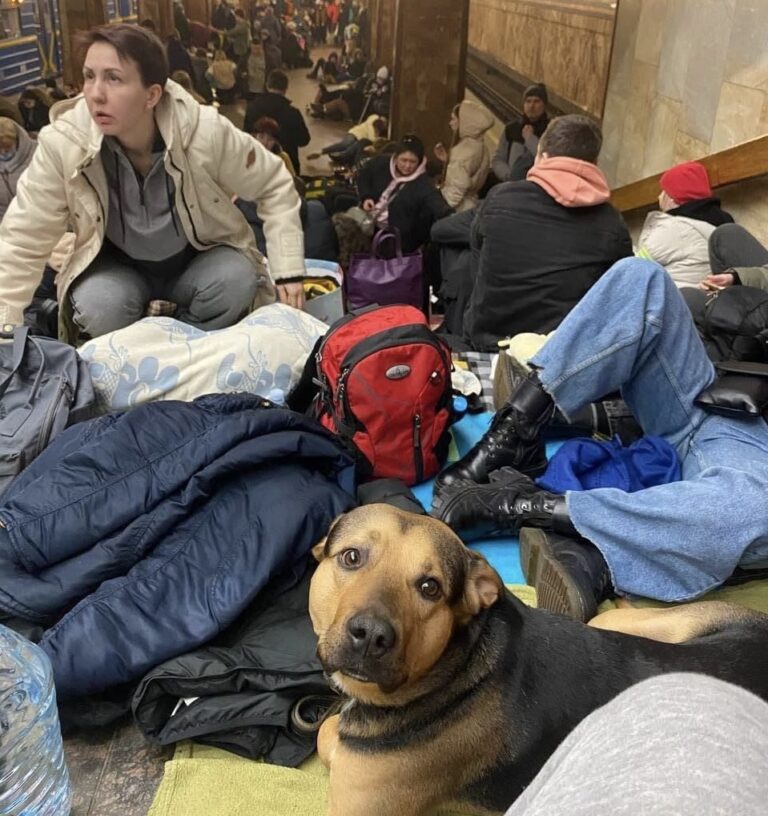 Breaking! Updates On Organizations Helping Animals On The Ground In Ukraine Including KSPA Lucky Strand & Happy Paw & Ways To Help