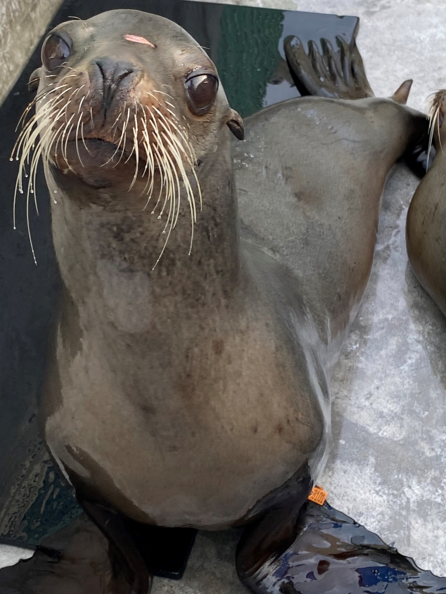 Wayward sea lion named Freeway is once again found exploring urban San Diego