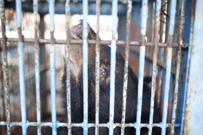 Breaking! World Animal Protection & Four Paws Collaborate To Rescue Nine Captive Bears From Bile Farms In Vietnam