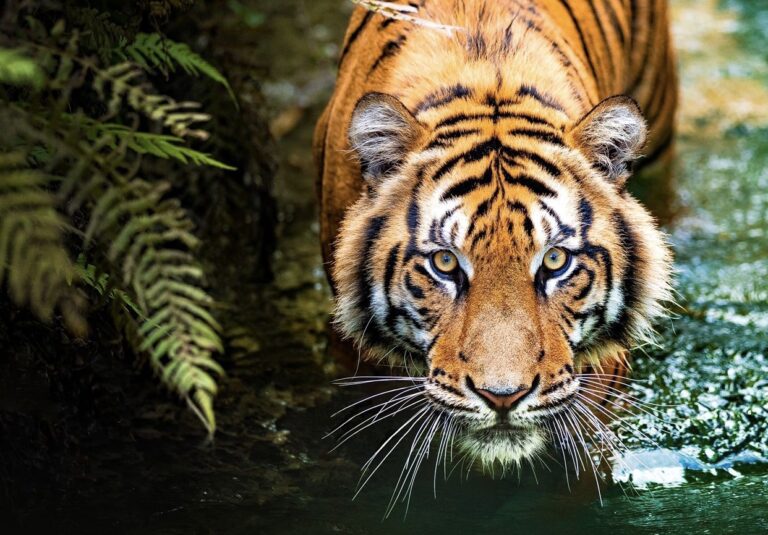 Breaking! FOUR PAWS’ New Report Exposes South Africa’s Key Participation In The Global Trade Of Live Tigers & Their Parts