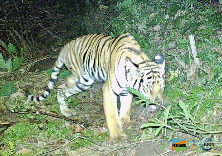 Breaking! Urgent Rescue Underway For Injured Three-Legged Critically Endangered Indochinese Tiger In Thailand
