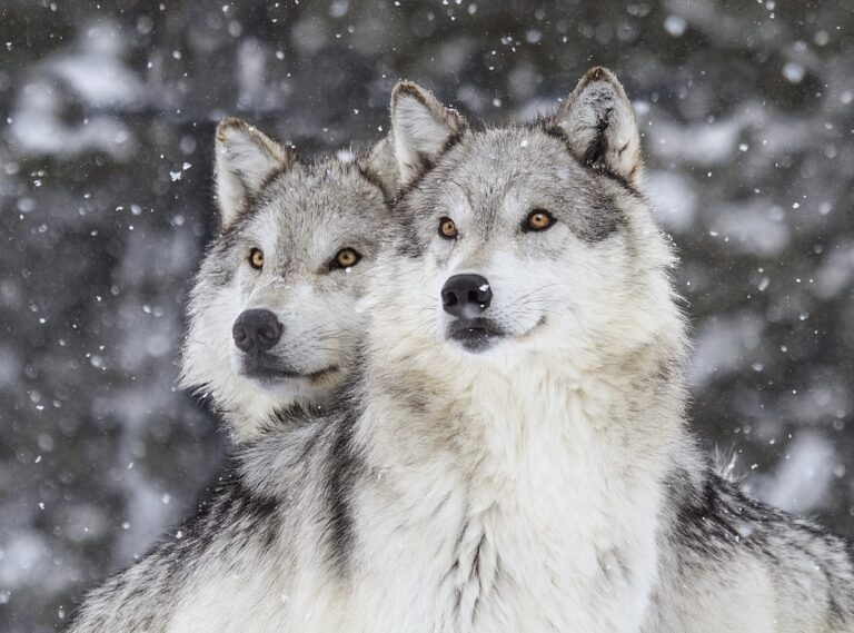 Breaking! Norway & Finland Suspend This Year’s Wolf Killings Sparing The Lives Of An Estimated 70 Wolves