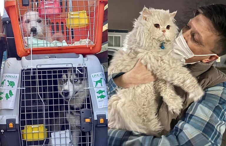 SPCA International, Kabul Small Animal Rescue, Marley’s Mutts & More Save 285 Dogs & Cats Stranded For Six Months In Afghanistan