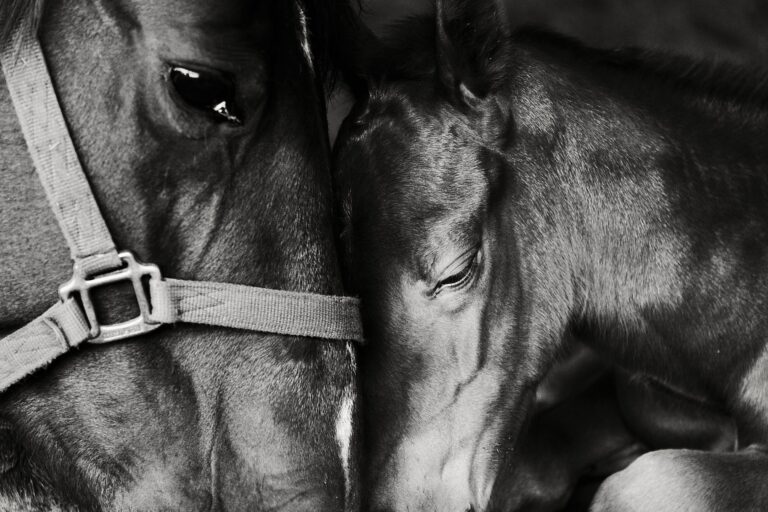 Urge U.S. Congress To Pass The SAFE Act Which Would Ban Horse Slaughter In The United States; 23,000 American Horses Were Exported For Their Meat Last Year