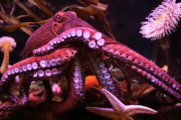 Sign Animal Save Movement’s Petition To Help Stop Octopus Factory Farm On The Canary Islands From Brutally Killing Up To One Million Octopuses For Food Each Year