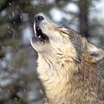 Gray wolf howling in snowy woods