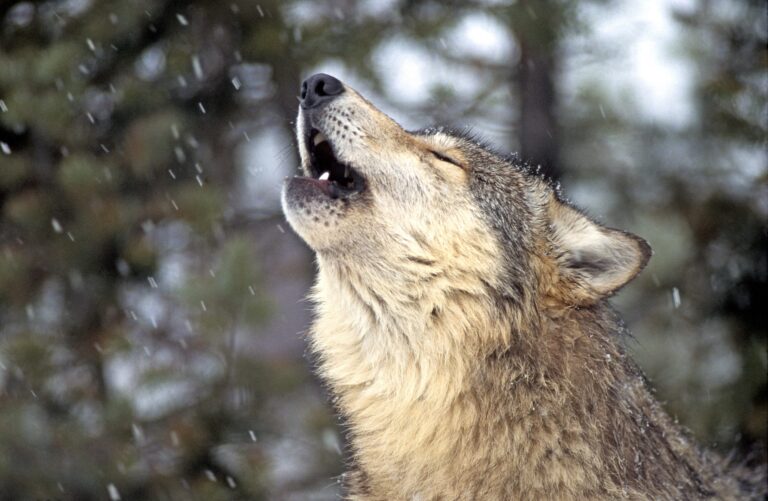 Breaking! Endangered Species Act Protections Reinstated For Gray Wolves In Most U.S. States; Wolves In The Northern Rockies, Wyoming & Montana Are Still Under Attack