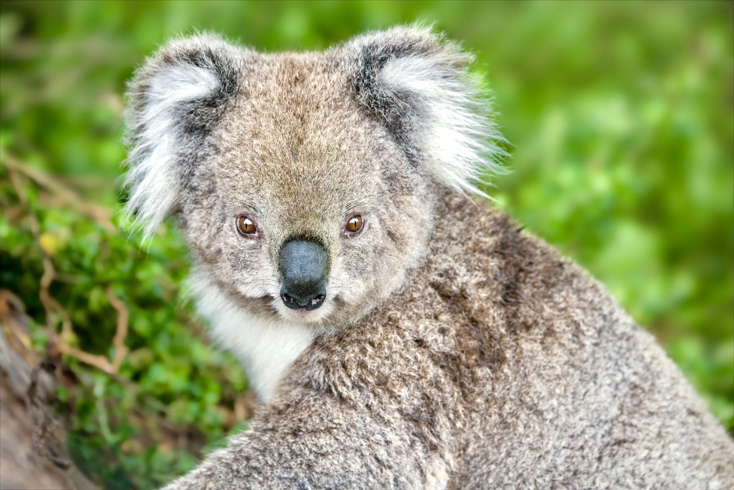 Update! Koalas Are Now Listed As Endangered In Most Of Eastern Australia;  Move Follows Prime Minister's $50 Million Initiative To Protect Koalas  Throughout The Country - World Animal News