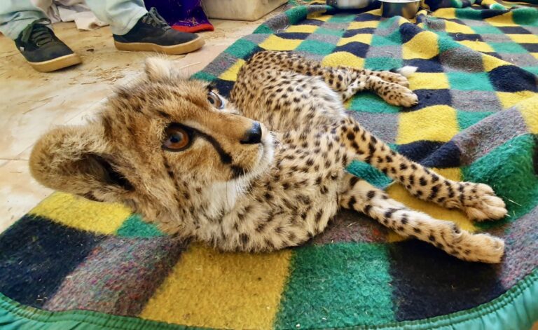 A Second Cheetah Is Saved By Born Free In Just Two Weeks After Being Confiscated From Wildlife Traffickers In Ethiopia