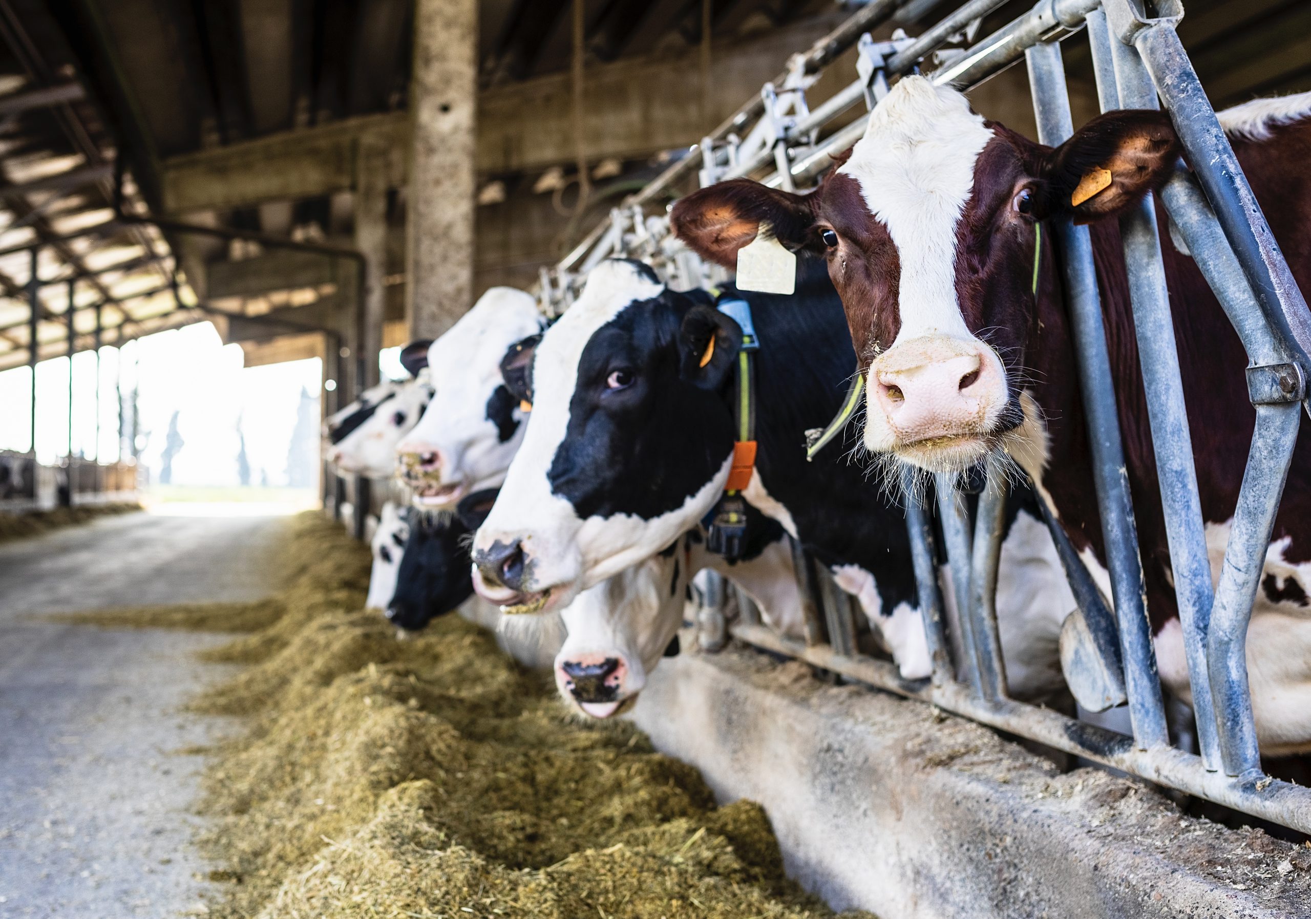 Breaking! A New Report Reveals That More Than 200 Million Pounds Of  Pesticides Are Applied To Crops Grown To Feed Animals On Factory Farms In  The United States - World Animal News
