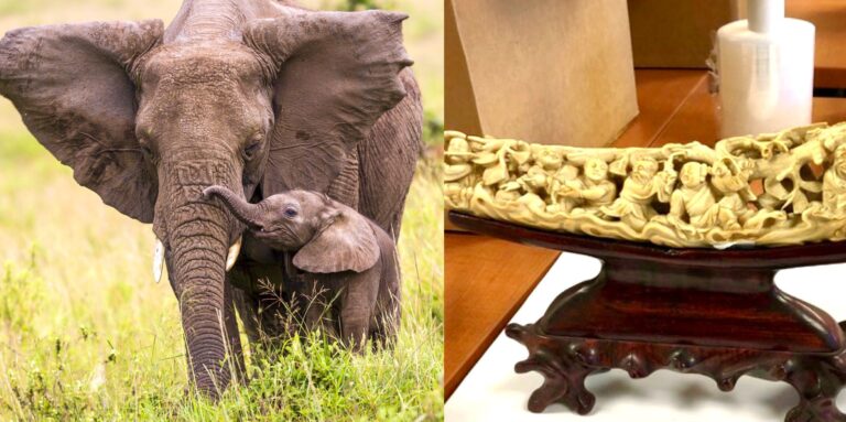 Illegal Wildlife Trader In San Diego Must Surrender 200-Piece Ivory Collection & Volunteer 100 Hours For An Animal Welfare Nonprofit