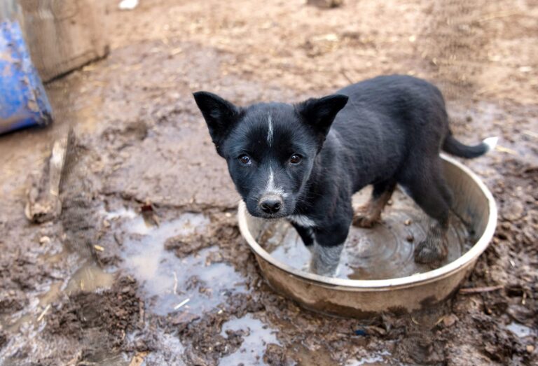 HSUS Helps To Rescue Approximately 50 Severely Neglected Dogs And Puppies From A Home In San Miguel County, New Mexico