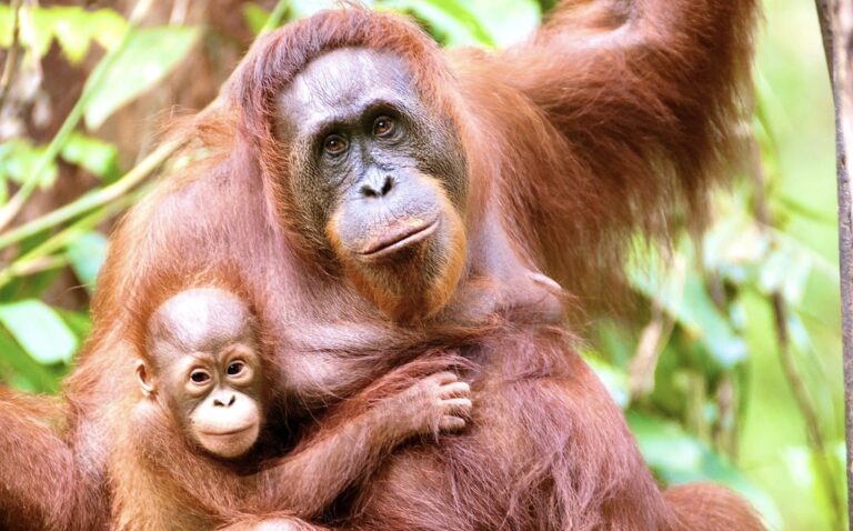 Historic Resolution Linking Animal Welfare & The Environmental Crisis Passed By Nearly 200 Countries At The UN Environment Assembly In Kenya