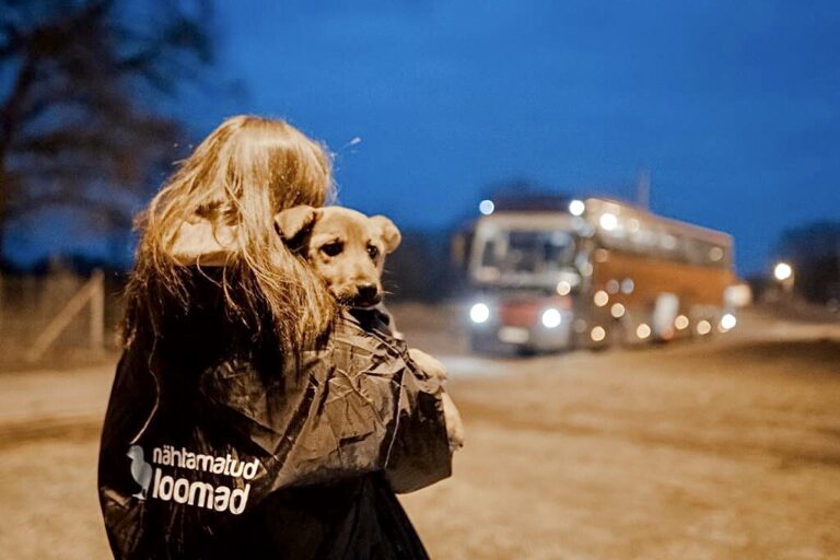 ‘Invisible Animals’ In Estonia Sent Buses To Help Animals & Refugees Escape Ukraine While Also Supporting Those Left  Behind In The War Torn Country