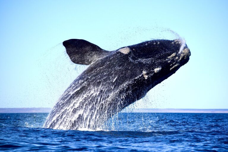 The Right Whale Coexistence Act Has Been Introduced In The U.S. To Help Protect The Dwindling Population Of North Atlantic Right Whales