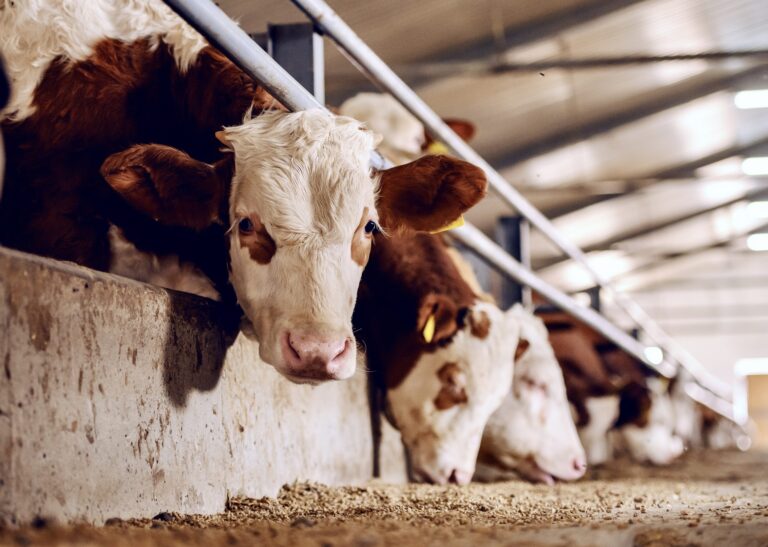 U.S. Court Strikes Down Second Ag-Gag Law In Iowa Deeming It Unconstitutional And A Violation Of The First Amendment