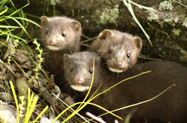 Victory! Ireland Is Set To Become The Next Country To Ban Fur Farming After Bill Passes Final Stages