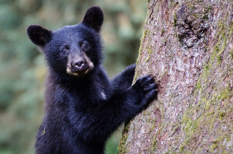 The 2022 Spring Bear Hunt In Washington Has Been Cancelled This Year After The Fish & Wildlife Commission Voted Against It For The Second Time